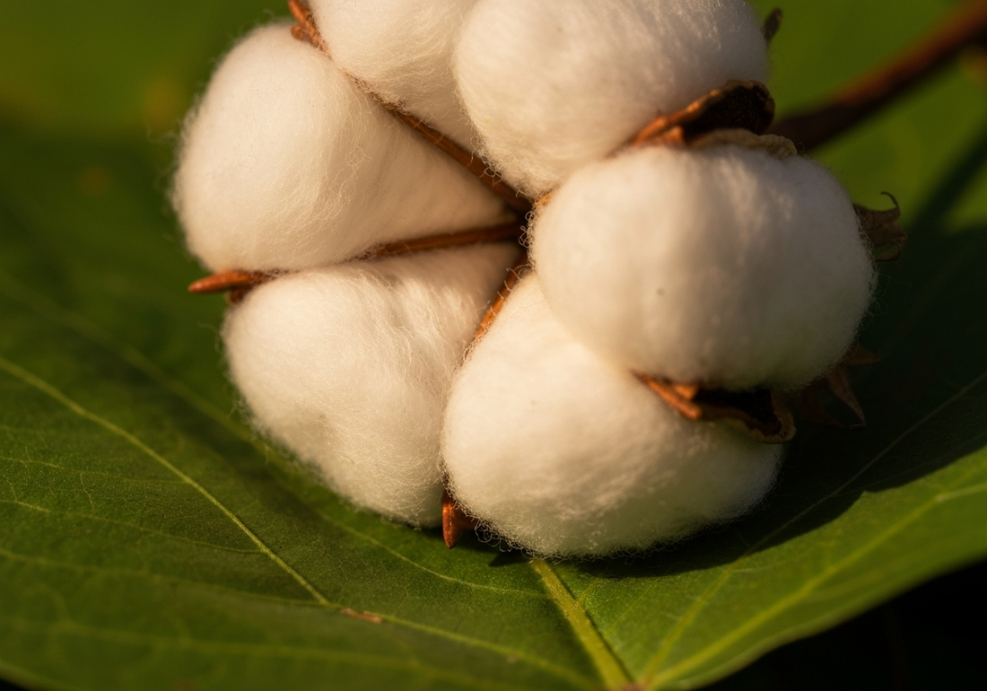 Understanding Pima Cotton: Unique Features and Benefits