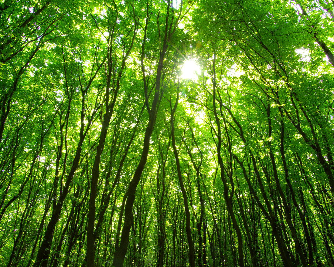Understanding FSC Certification: What You Need to Know