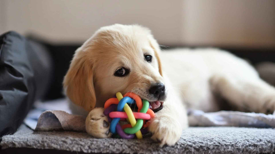 Jouets pour chien fabriqués en Europe