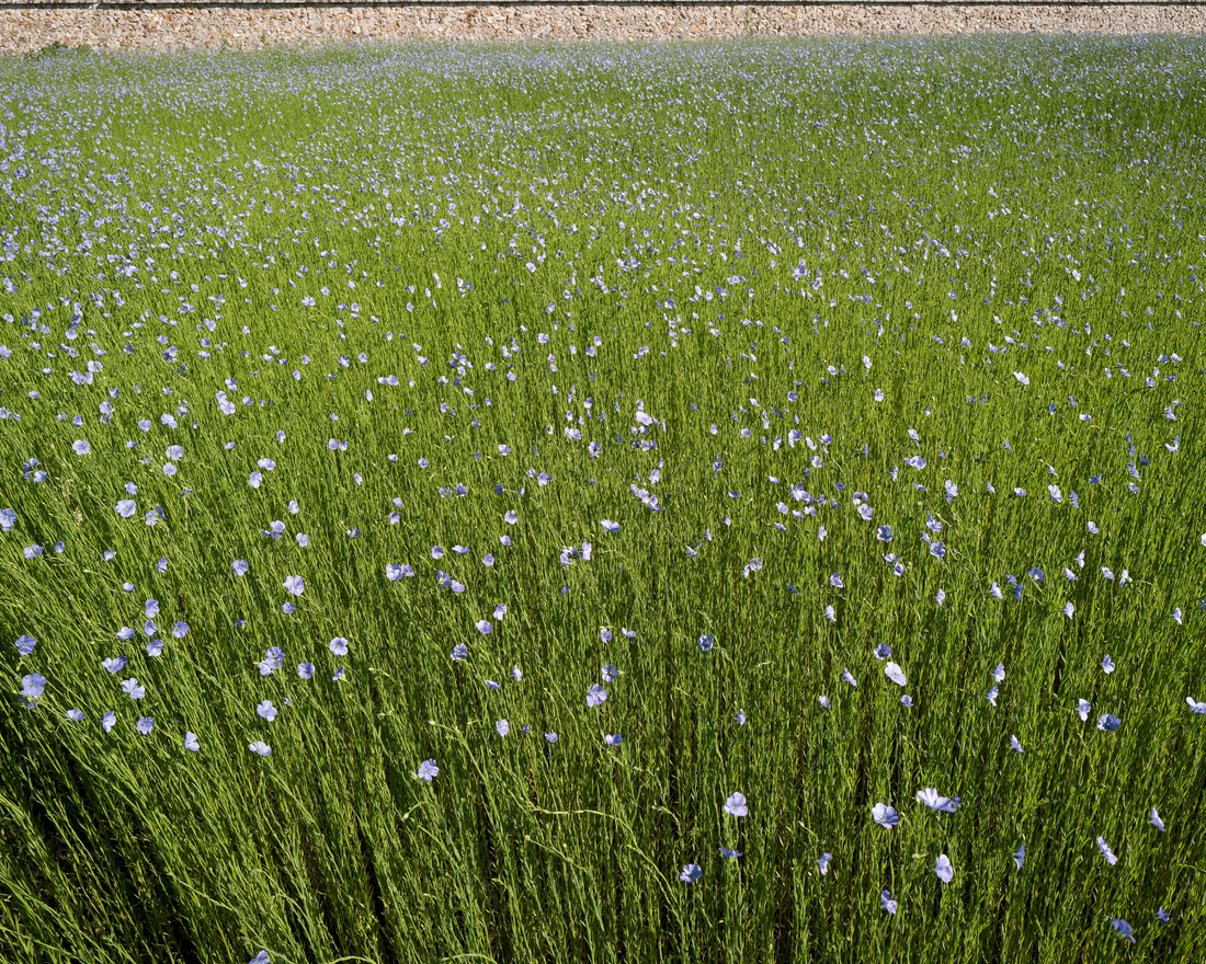 linen field