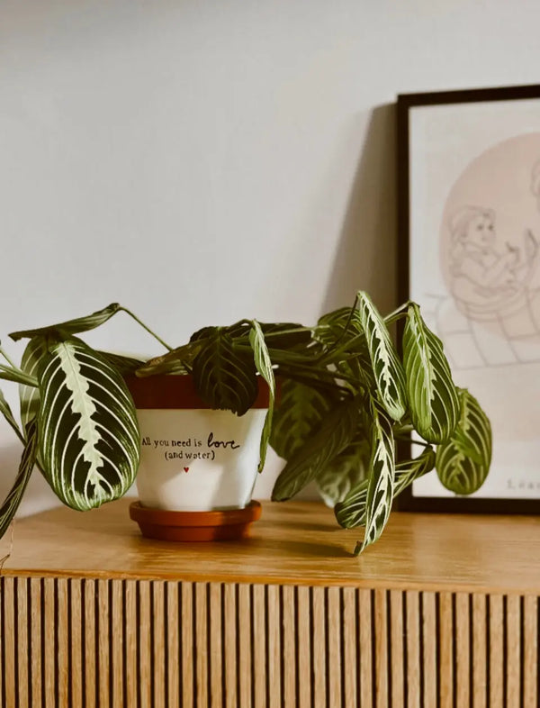 Joli Pot - Decoration