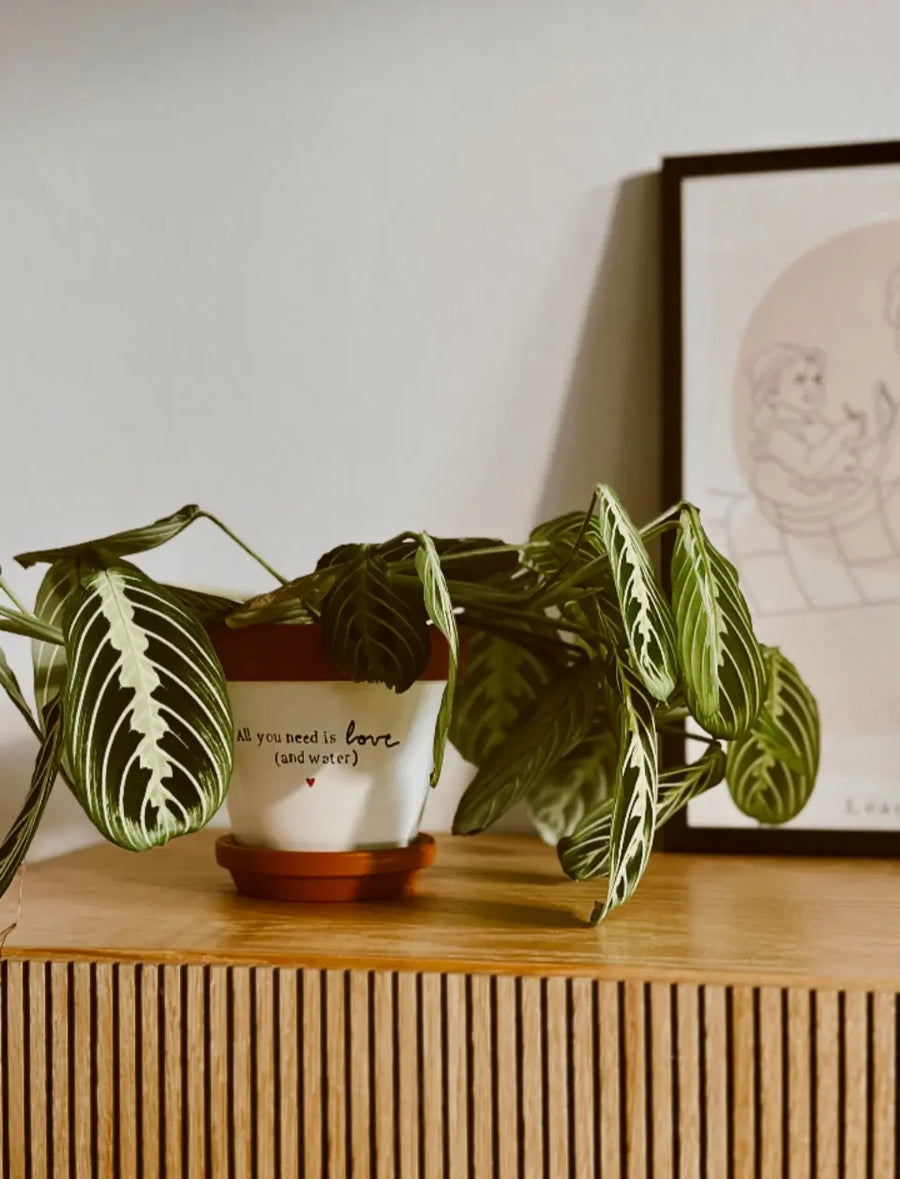 Joli Pot - Decoration